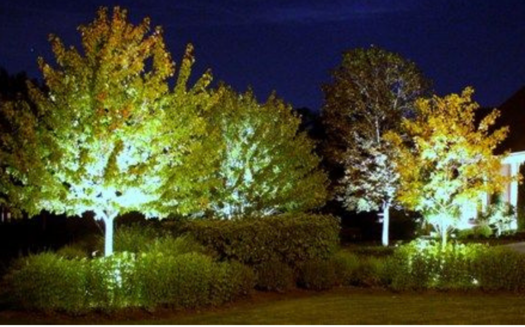 Tree Lighting 